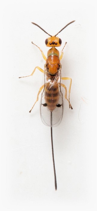 Megastigmus aculeatus female