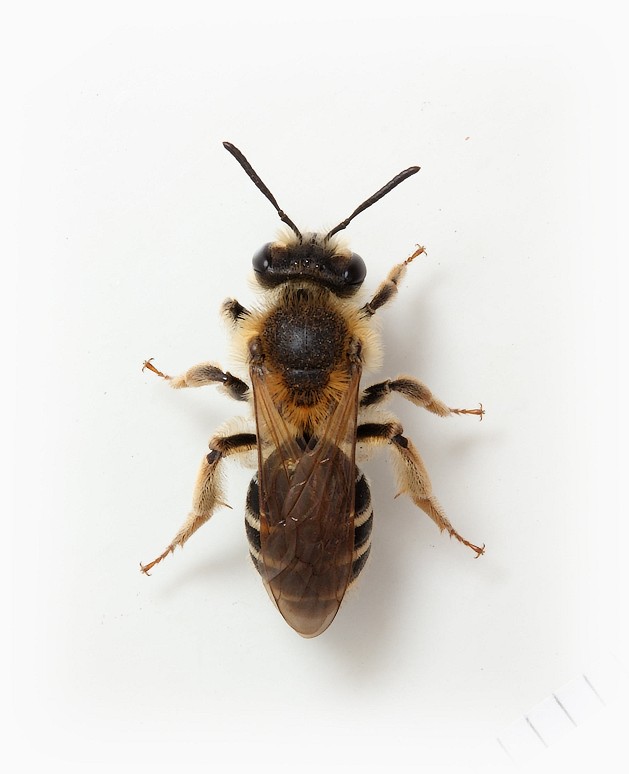 Andrena ovatula female