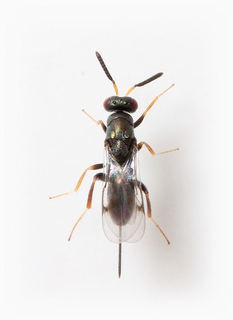 Monodontomerus obscurus female