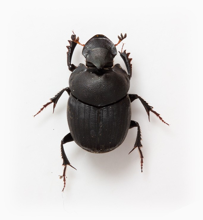 Onthophagus verticicornis male