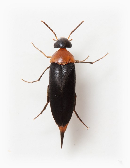 Mordellochroa abdominalis female
