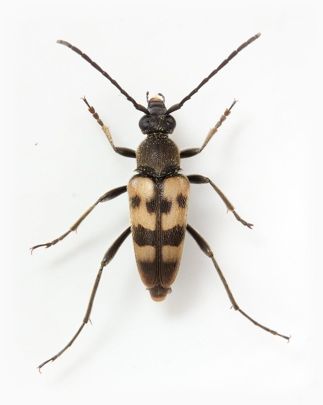 Pachytodes erraticus male