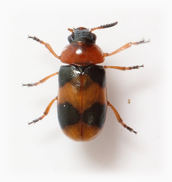 Coptocephala unifasciata female