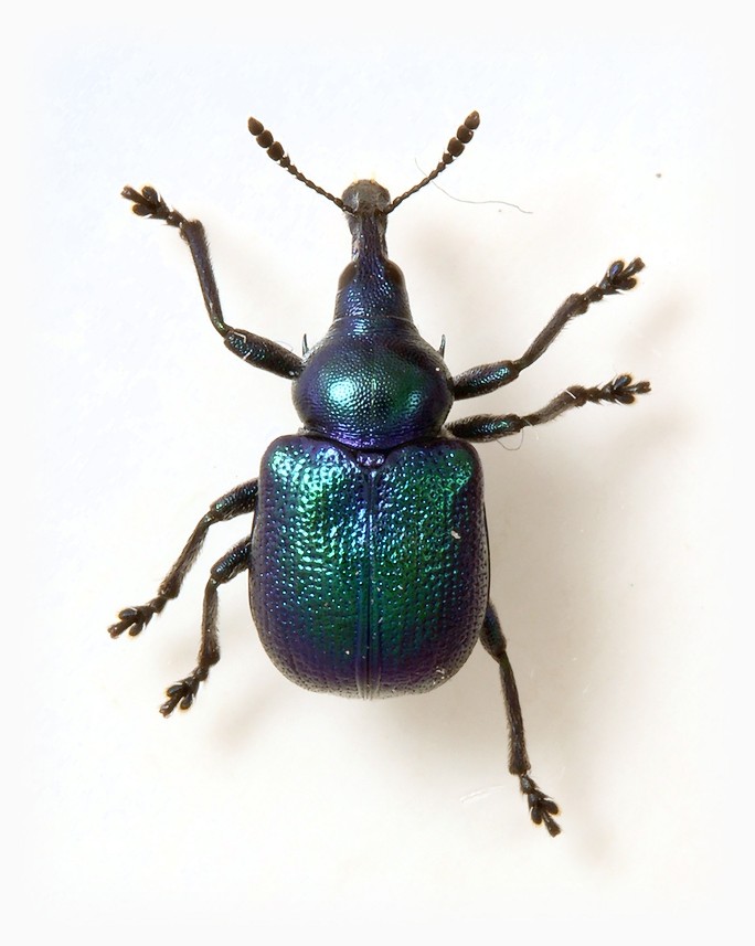 Byctiscus betulae male