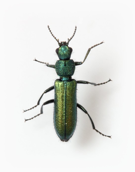 Psilothrix viridicoerulea male