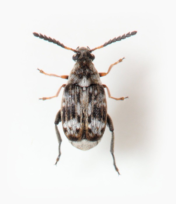 Bruchidius bimaculatus