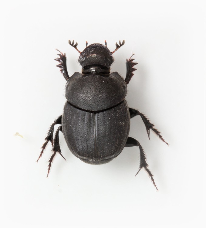 Onthophagus verticicornis female