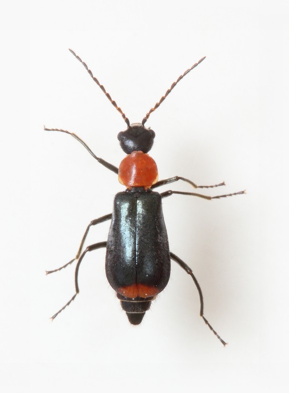 Axinotarsus ruficollis female