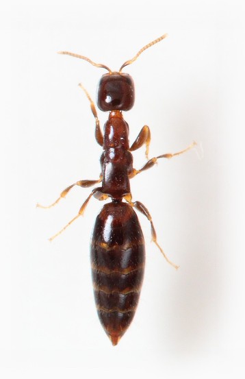 Sclerodermus domesticus