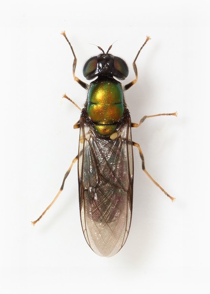 Chloromyia speciosa female