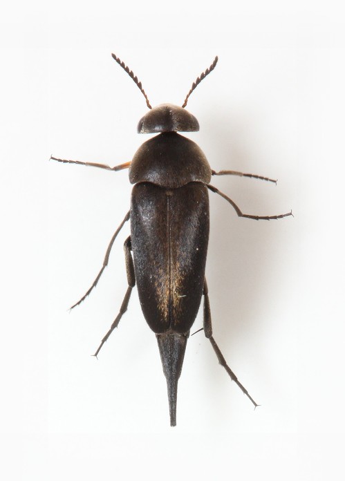 Mordella leucaspis male