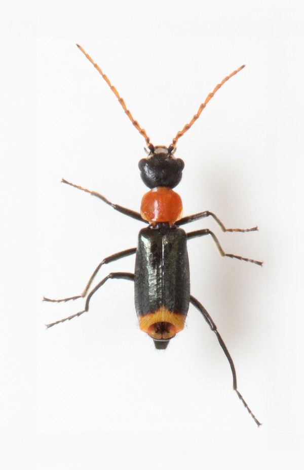 Axinotarsus ruficollis male