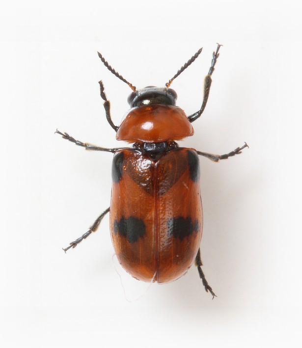 Coptocephala rubicunda female