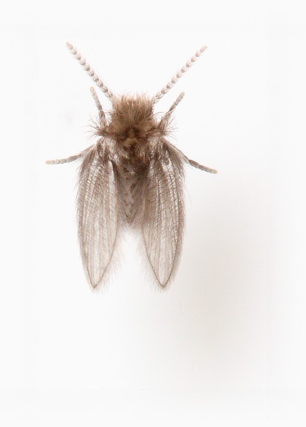 Psychoda albipennis